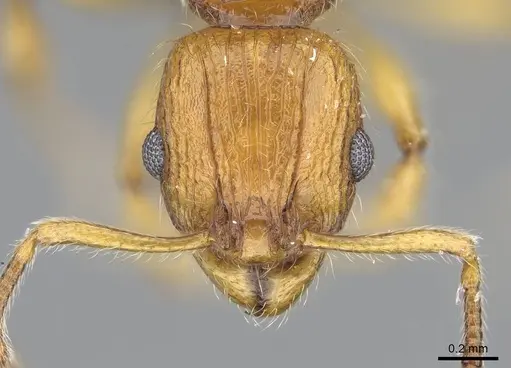 Vitsika astuta - CASENT0248549