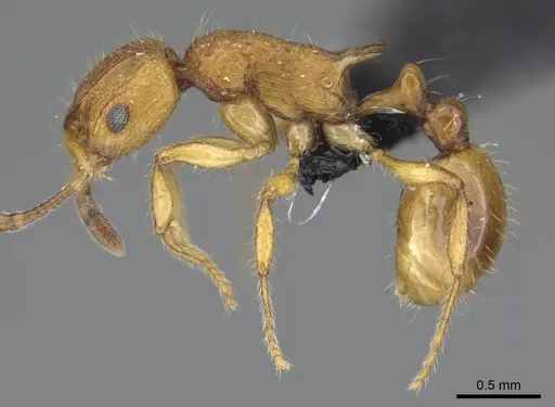 Vitsika astuta - CASENT0248549