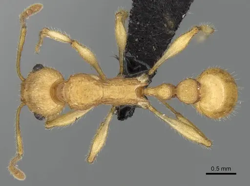 Vitsika brevis specimen