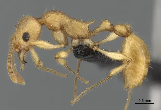 Vitsika brevis specimen