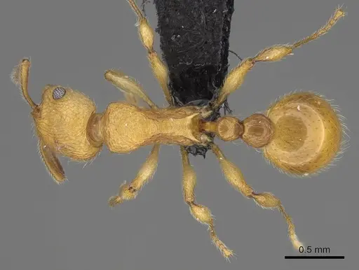 Vitsika breviscapa specimen