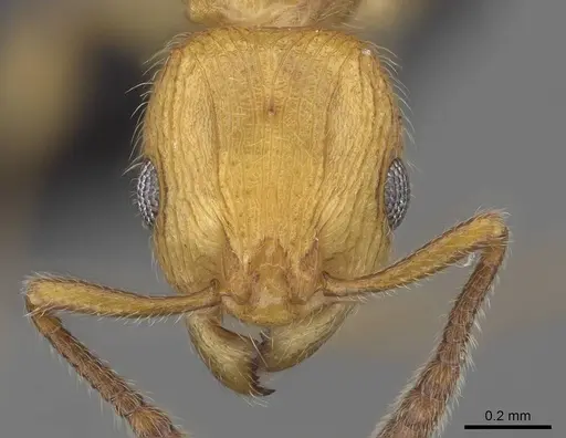 Vitsika breviscapa specimen