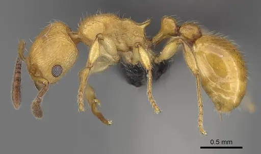 Vitsika breviscapa specimen