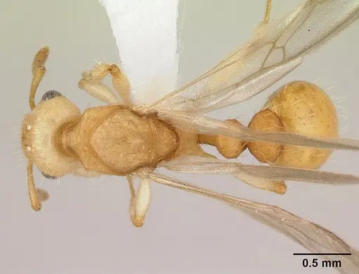 Vitsika crebra specimen