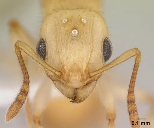 Vitsika crebra specimen