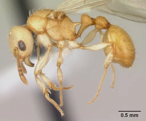 Vitsika crebra specimen