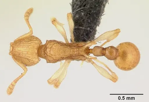 Vitsika disjuncta specimen