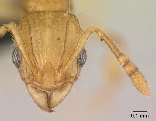 Vitsika disjuncta specimen