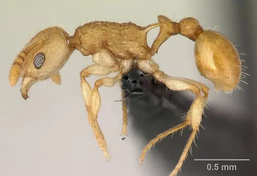 Vitsika disjuncta specimen