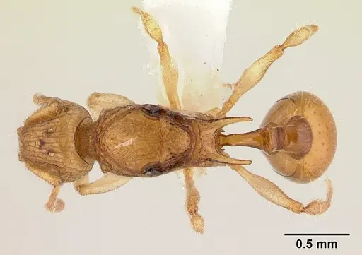 Vitsika disjuncta - CASENT0127749