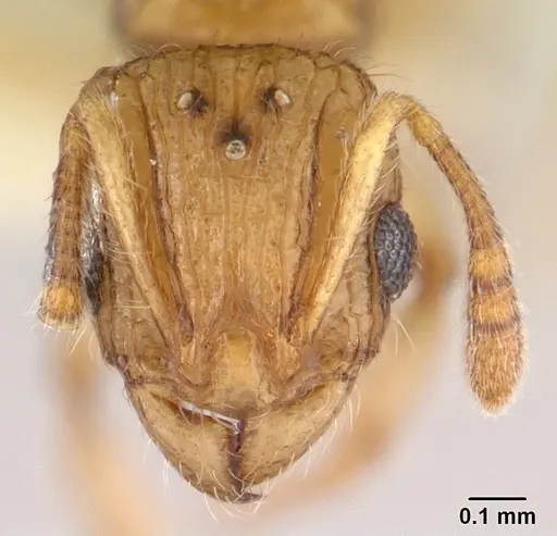 Vitsika disjuncta - CASENT0127749