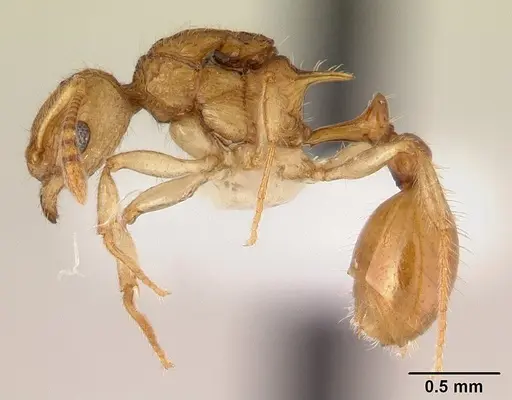 Vitsika disjuncta - CASENT0127749