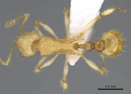 Vitsika disjuncta - CASENT0248547