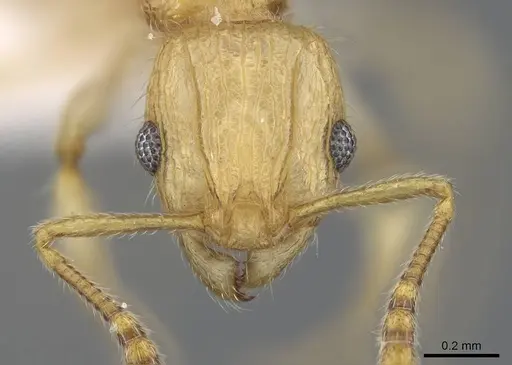 Vitsika disjuncta - CASENT0248547