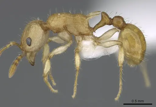 Vitsika disjuncta - CASENT0248547