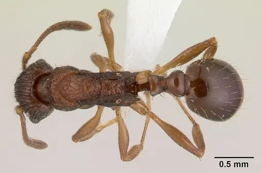 Vitsika incisura specimen