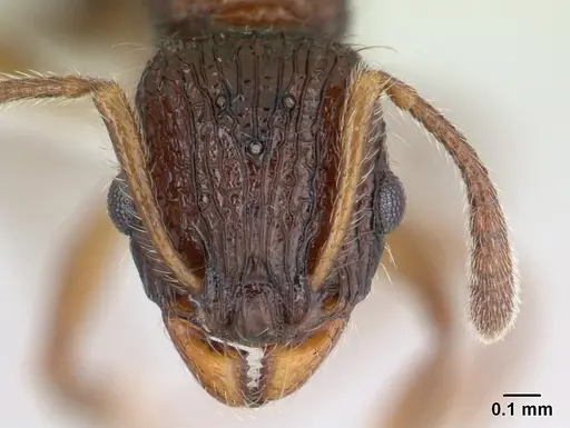 Vitsika incisura specimen