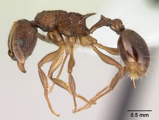 Vitsika incisura specimen