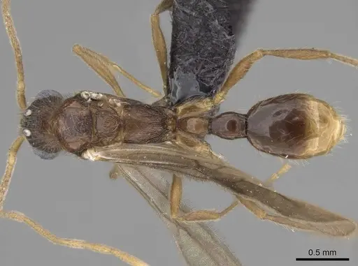 Vitsika labes specimen