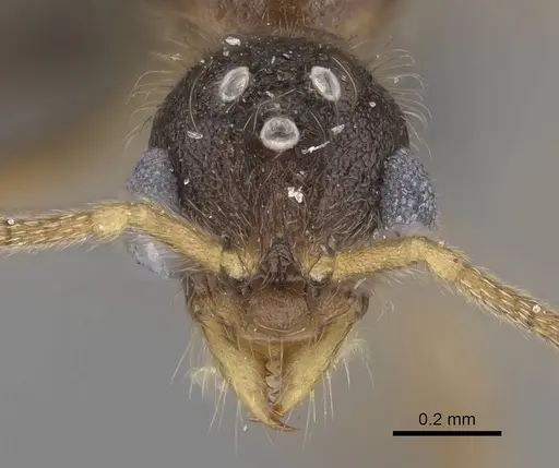 Vitsika labes specimen