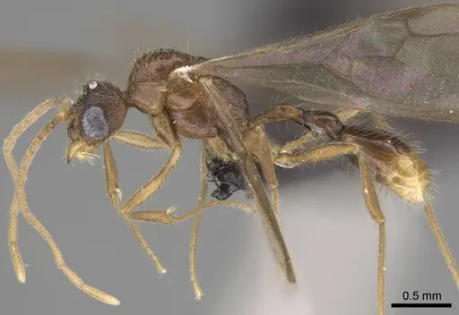 Vitsika labes specimen