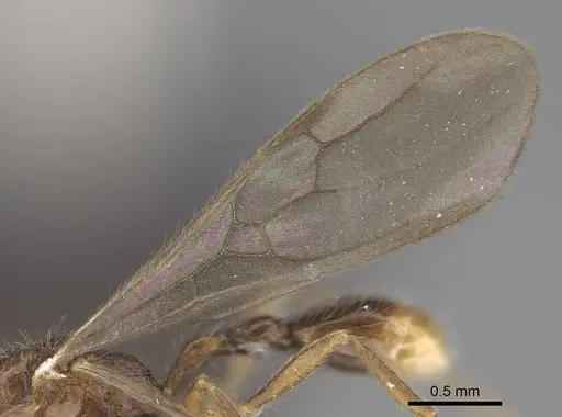 Vitsika labes - CASENT0056378