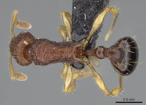 Vitsika labes - CASENT0056395