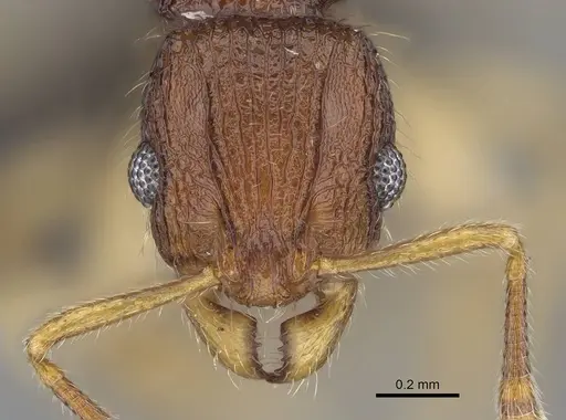 Vitsika labes - CASENT0056395