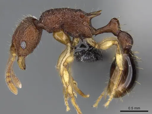 Vitsika labes - CASENT0056395