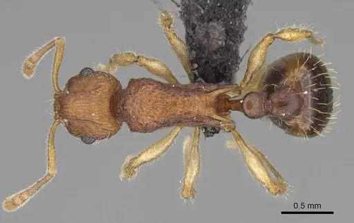 Vitsika labes - CASENT0073539