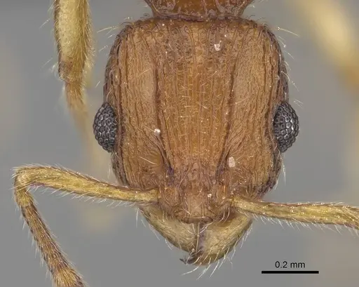 Vitsika labes - CASENT0073539