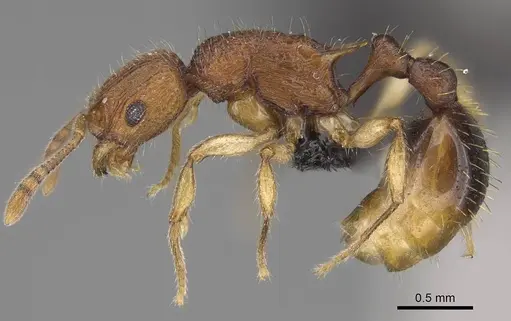 Vitsika labes - CASENT0073539