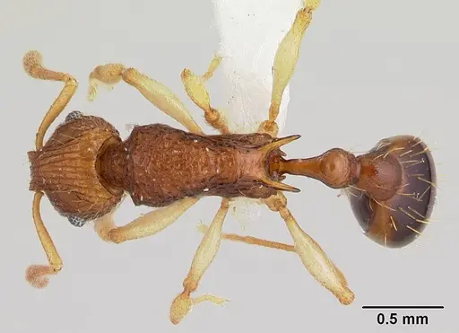 Vitsika labes - CASENT0192038