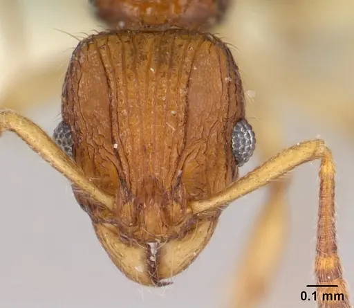 Vitsika labes - CASENT0192038