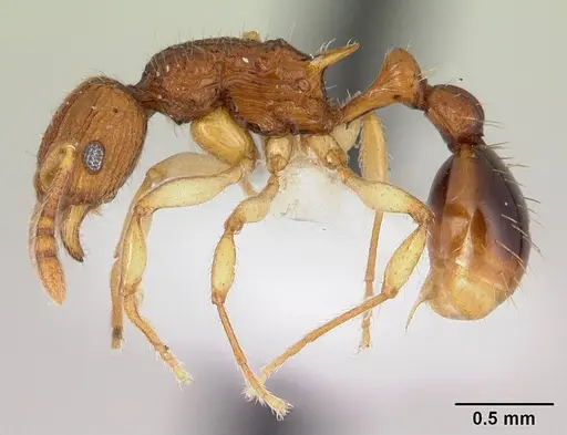 Vitsika labes - CASENT0192038