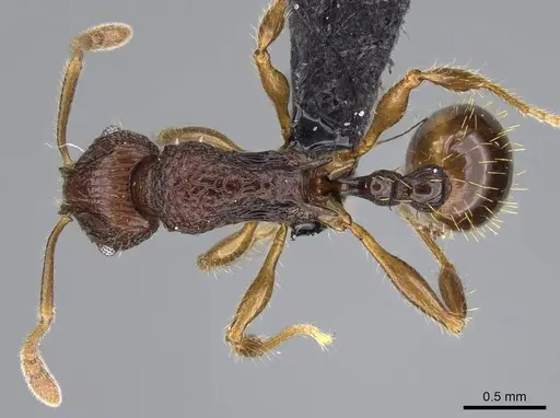 Vitsika manifesta specimen