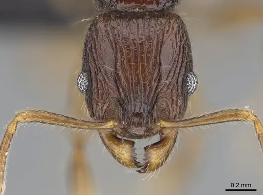 Vitsika manifesta specimen