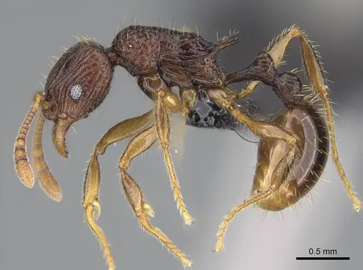 Vitsika manifesta specimen