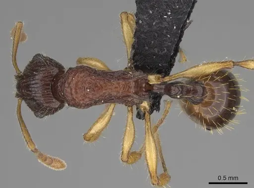 Vitsika manifesta - CASENT0487293