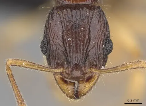 Vitsika manifesta - CASENT0487293