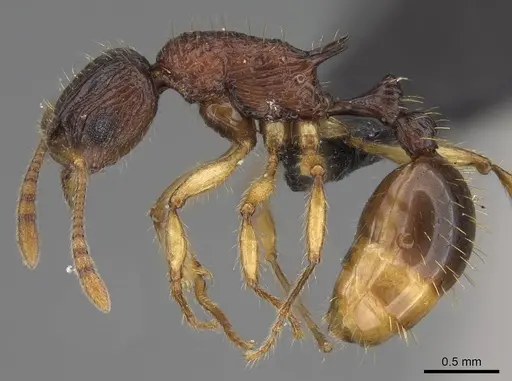 Vitsika manifesta - CASENT0487293