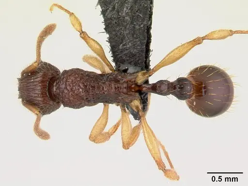 Vitsika manifesta - CASENT0487393