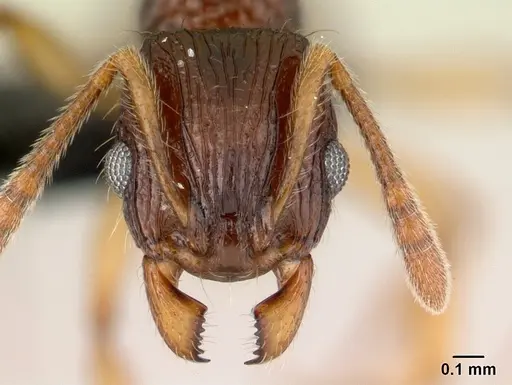 Vitsika manifesta - CASENT0487393