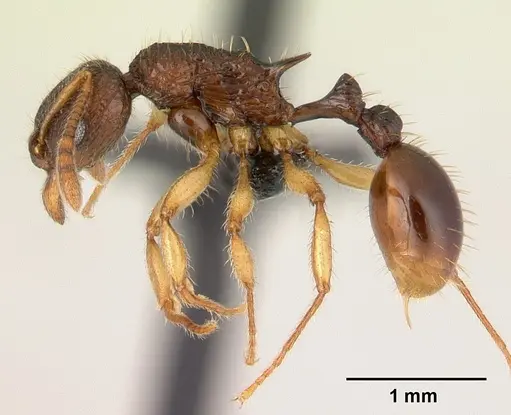 Vitsika manifesta - CASENT0487393