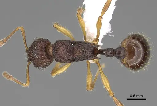 Vitsika manifesta - CASENT0914197