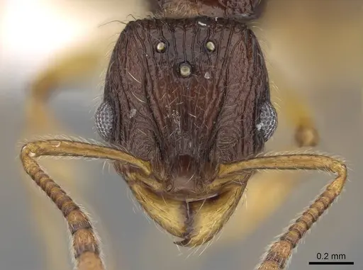 Vitsika manifesta - CASENT0914197
