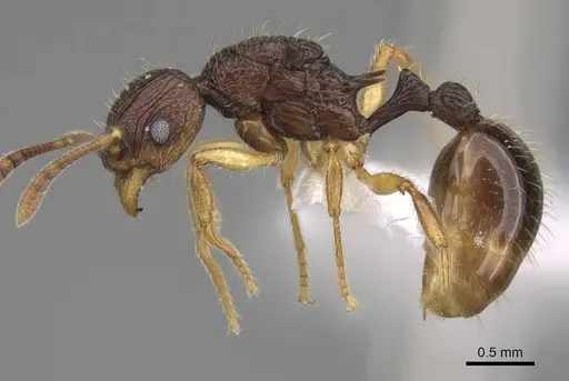 Vitsika manifesta - CASENT0914197