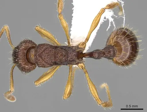 Vitsika manifesta - CASENT0914198