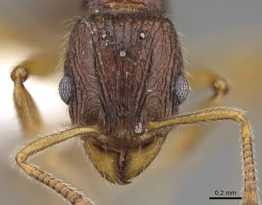 Vitsika manifesta - CASENT0914198