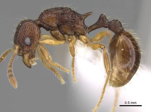 Vitsika manifesta - CASENT0914198